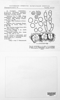 Puccinia dispersa image